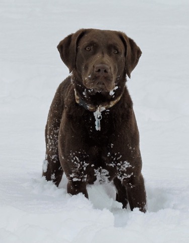 Maggie is a great family pet.
