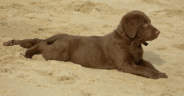 Page at her new home in Belgium