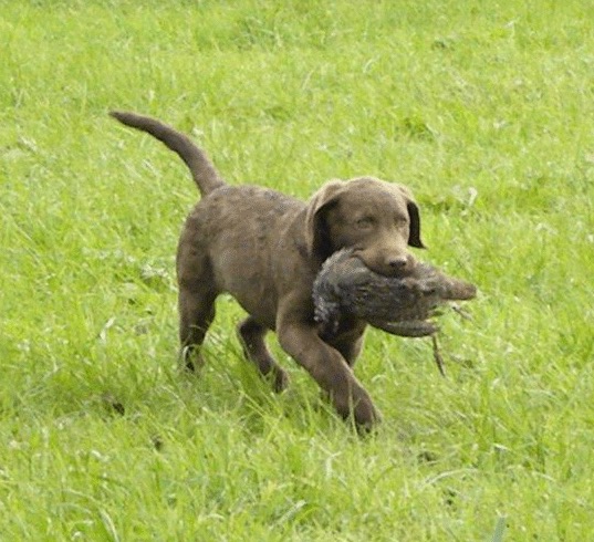 Page retrieving at 10 weeks