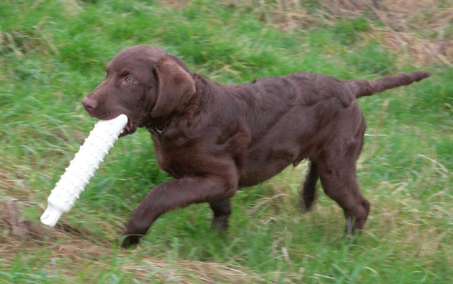 JJ retrieving a bumper in Belgium