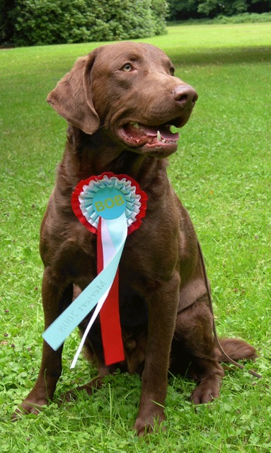 JJ winning Best of Breed in Luxembourg