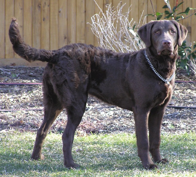 Kali at 7 months on Long Island