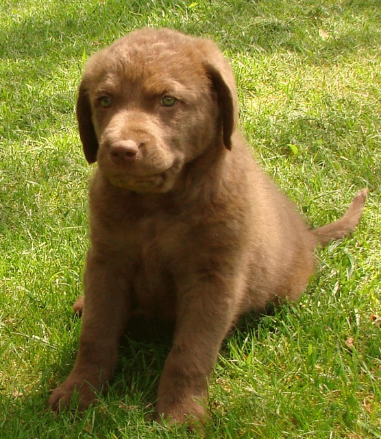 Poacher at 8 weeks old