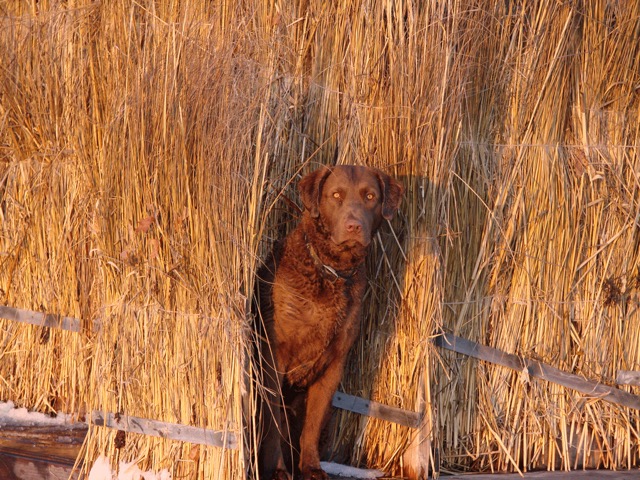 He retrieved over 1000 birds this season