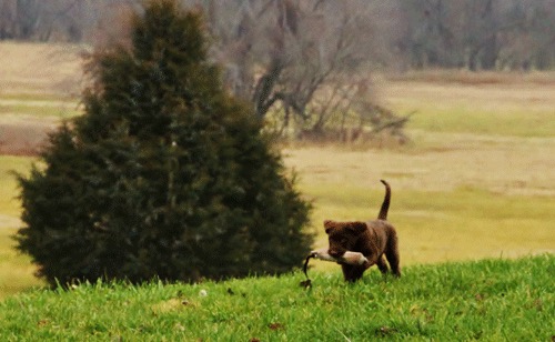 Grenadier at 10 weeks