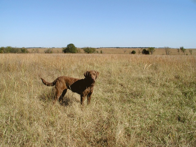 Hannah took 3rd place in the puppy stakes.