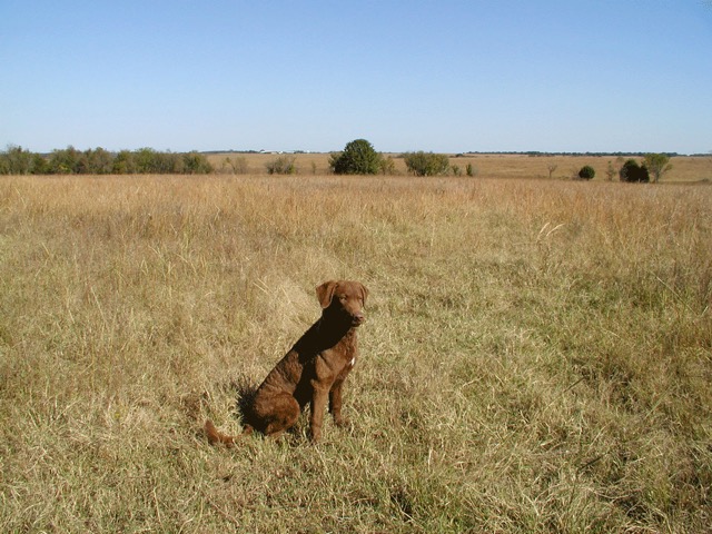 Shawnee earns a JAM in the puppy stakes.