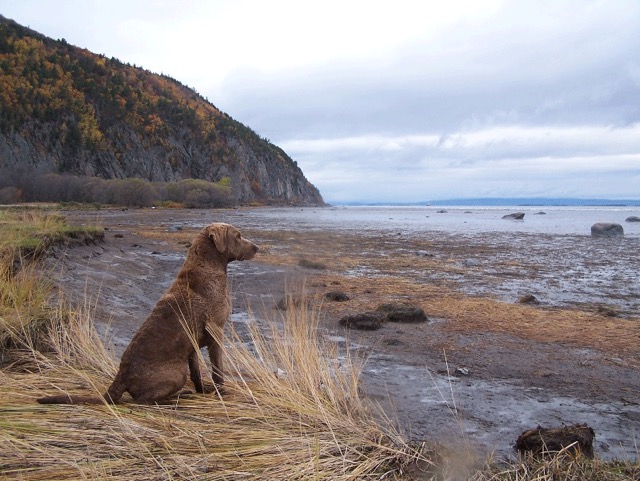 Watching for geese in Canada