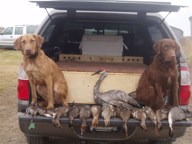 Two Rudy sons hunting their first season at 6 and 7 months old (Rudy/Belle and Rudy/Meg) in October 2007.