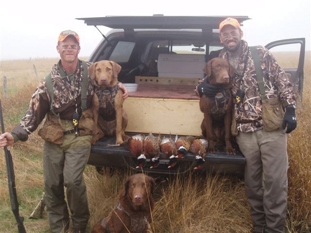 Two Rudy sons hunting their first season at 6 and 7 months old (Rudy/Belle and Rudy/Meg) in October 2007.