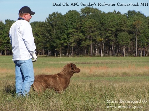 Dual CH AFC Sunday's Rufwater Canvasback MH with owner/handler Scott Martin.