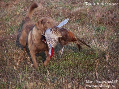DC AFC Gabler's Dilwyn Stacked Deck, 13 years old, returning with a shot pheasant flyer in a ceremoney honoring him at the Specialty.