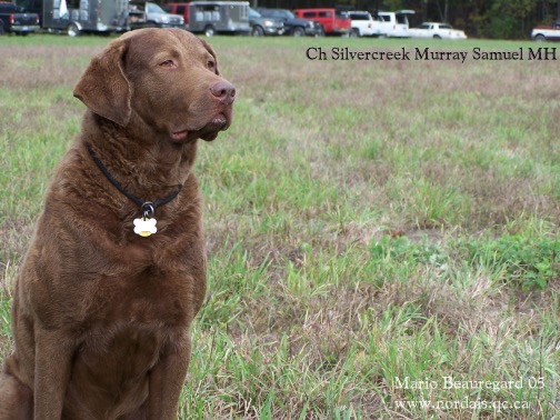 CH Silvercreek Murray Samuel MH, owned and trained by Mike Moscowitz, without the use of an electronic collar.