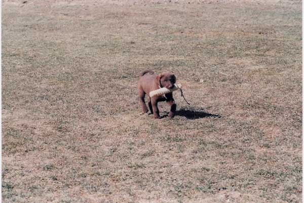 &nbsp;Cato Puppy Picture