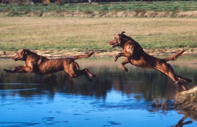 Abe and Katie on take-off. Katie is in the lead.